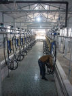Sala de ordeño de ordeño automática de la raspa de arenque del metro de flujo para la granja lechera