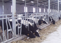 Llaves de cabeza humanizadas de la vaca lechera, cerradura principal del ganado embarazada flexible