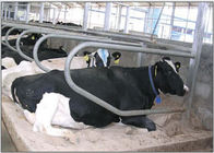 El solo tipo de la fila galvanizó la parada libre de la vaca para la novilla/el ganado embarazadas
