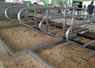la vaca galvanizada grueso del tubo de 3m m atasca libremente para las granjas de la vaca lechera