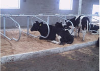 Tipo parada libre de la fila del doble de la granja lechera de la vaca con el espaciamiento del ganado del 1.20m