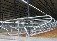 Caliente - el solo tipo galvanizado vaca de la fila de la abrazadera de tubería de acero atasca libremente para la vaca joven