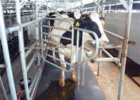Aguante la estera de goma de los repuestos moderados de la ordeñadora para la colocación de las vacas