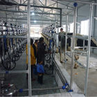 Sala de ordeño de ordeño automática de la raspa de arenque del metro de flujo para la granja lechera